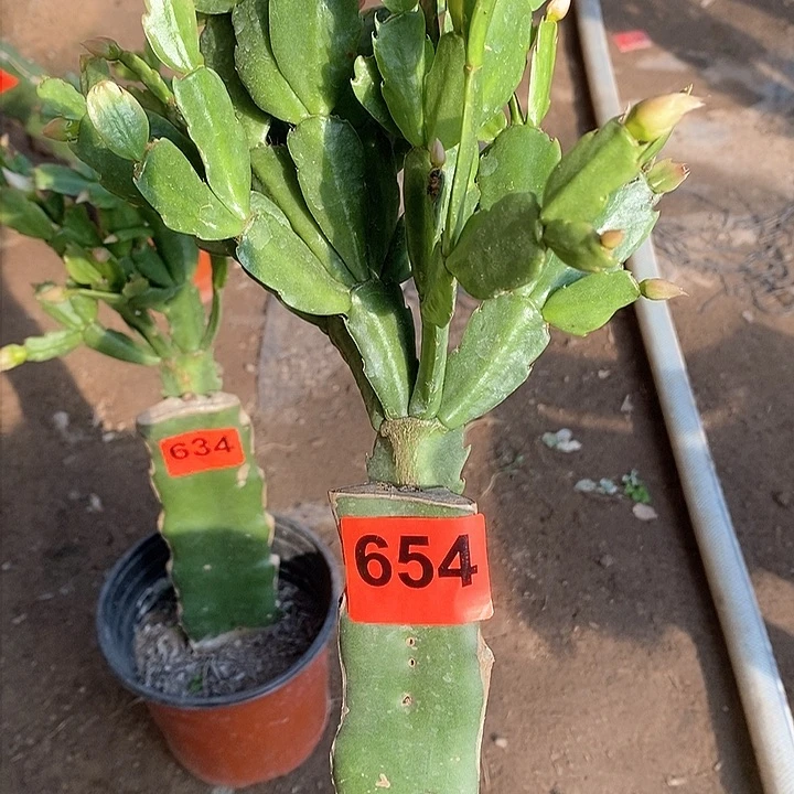 无花朵038，654号新疆不包邮