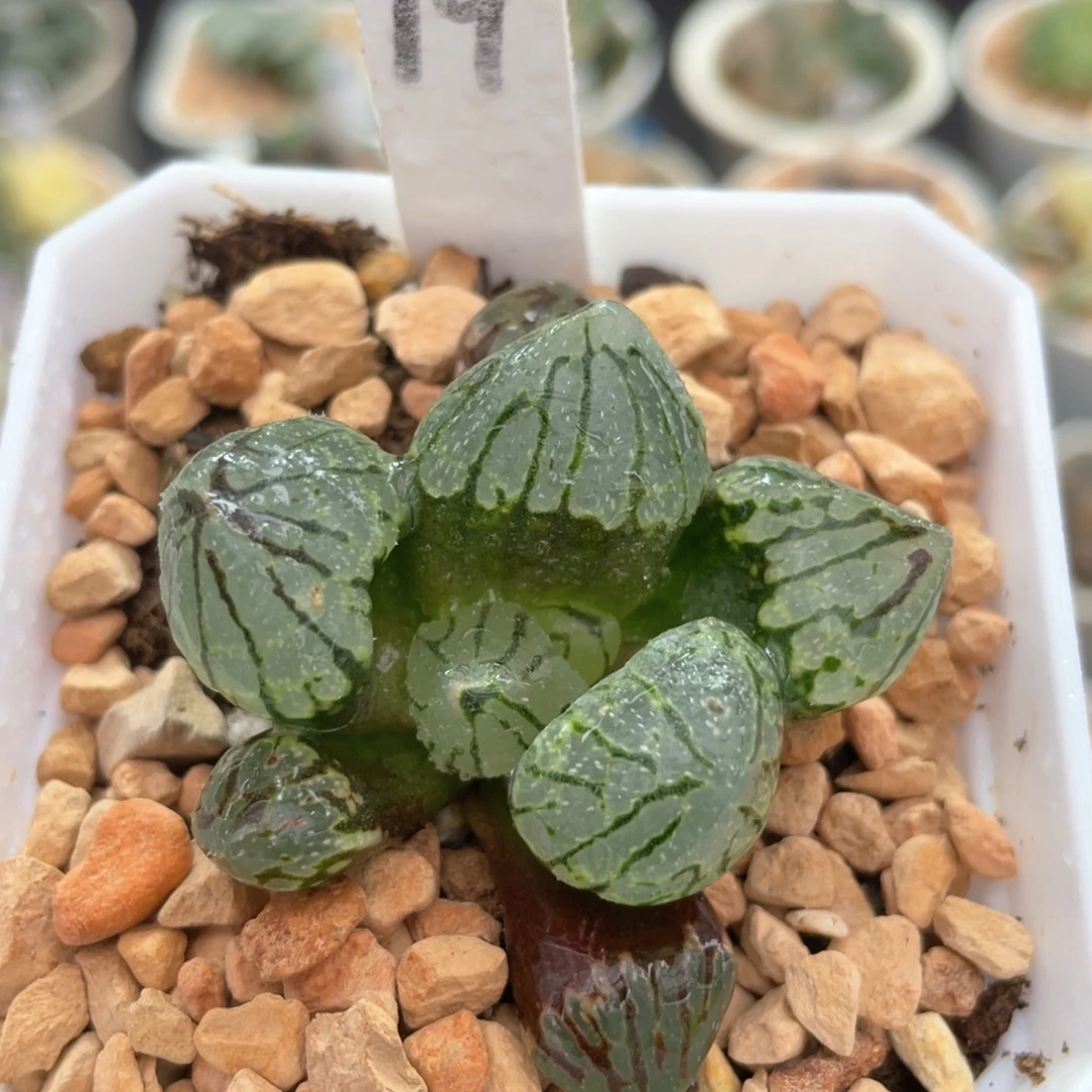 19月光宝盒。
