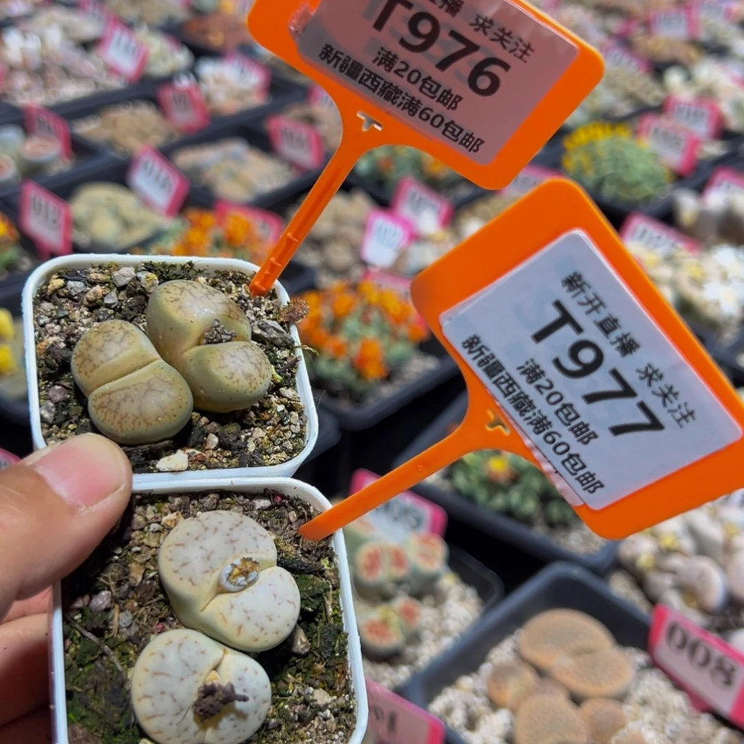 976.977 一物一拍，默认有伤，介意勿拍，不退不换