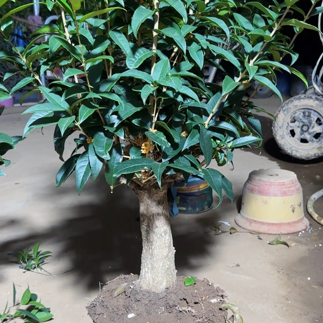 小***）无花朵桂花。四季桂系列