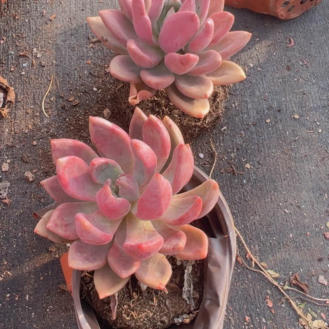 桃花源大单头两盆