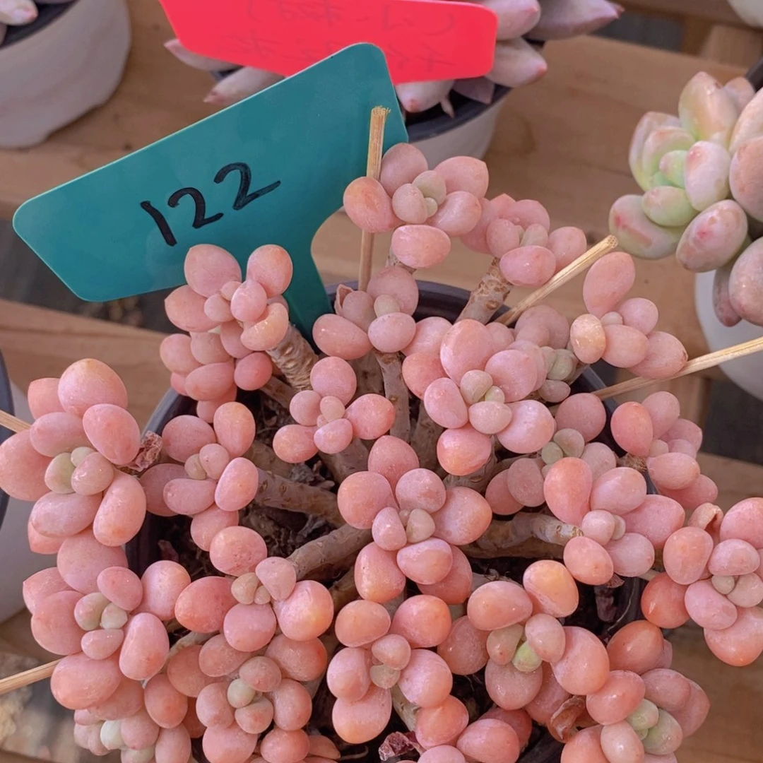 开心多肉，一物一拍，3单包邮