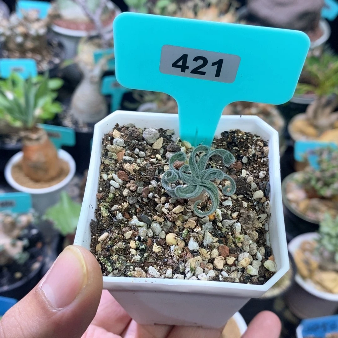 蚊香弹簧草多肉植物