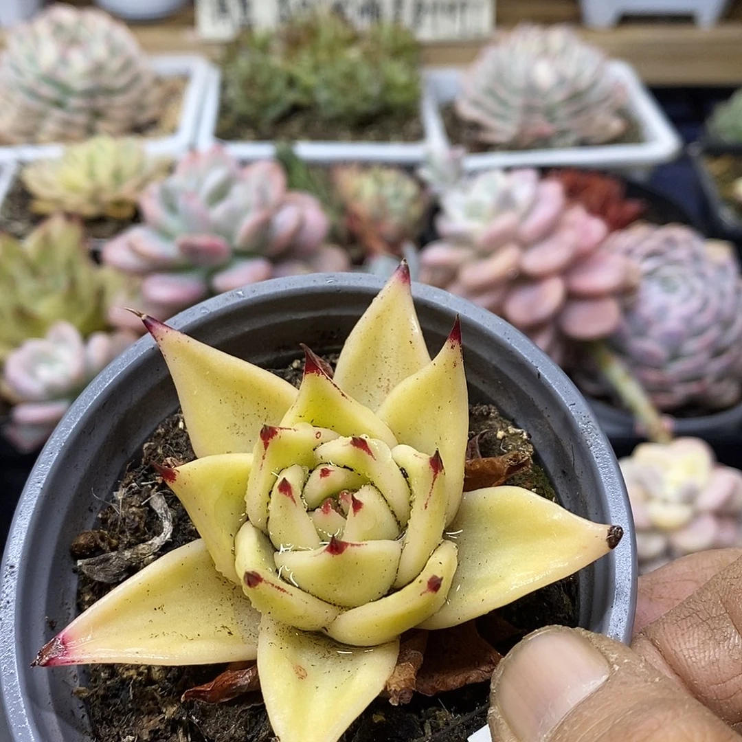 0473 精控星星锦