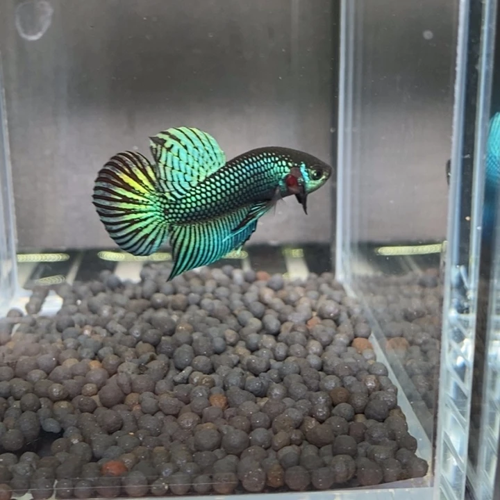 斗鱼泰国斗鱼567号