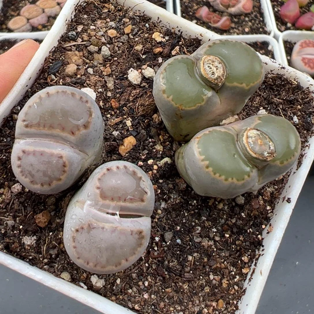 2.16好看的多肉787