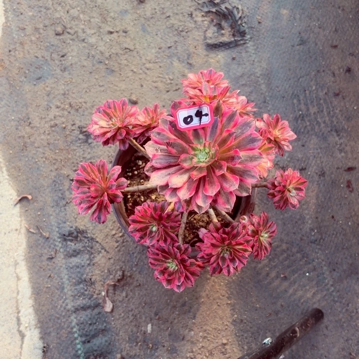 黑铜超白04法师多肉