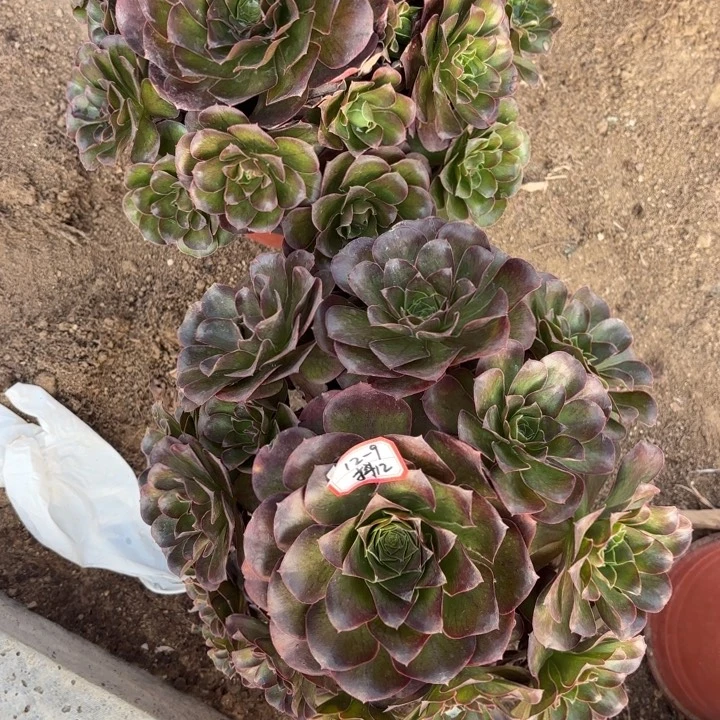 两颗多肉魅金玫瑰不包损12