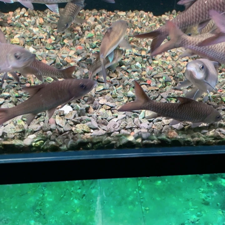 吉罗鱼洪崩河异口蓝吉罗