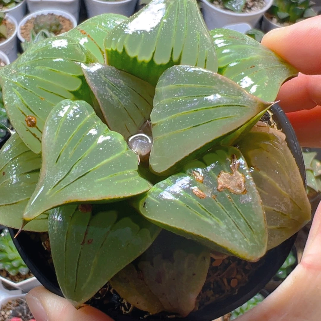 瑕疵媚凤万象盆玉露多肉多肉