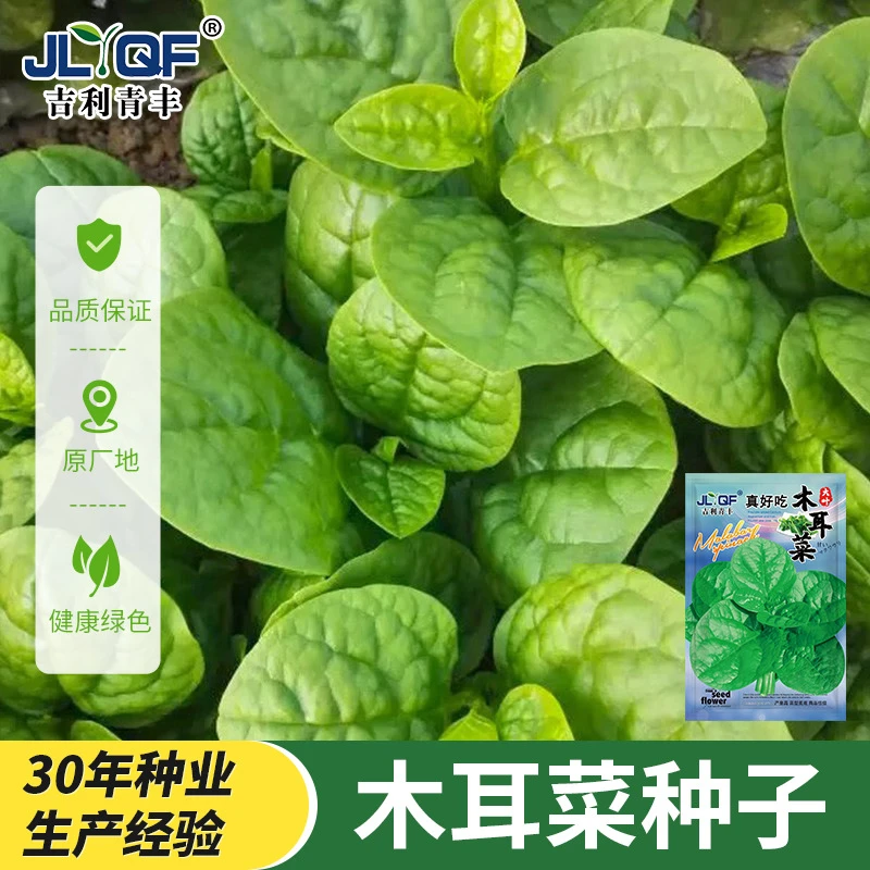 大叶木耳菜种子小青菜种籽苗春四季播阳台盆栽高产蔬菜种子孑大全