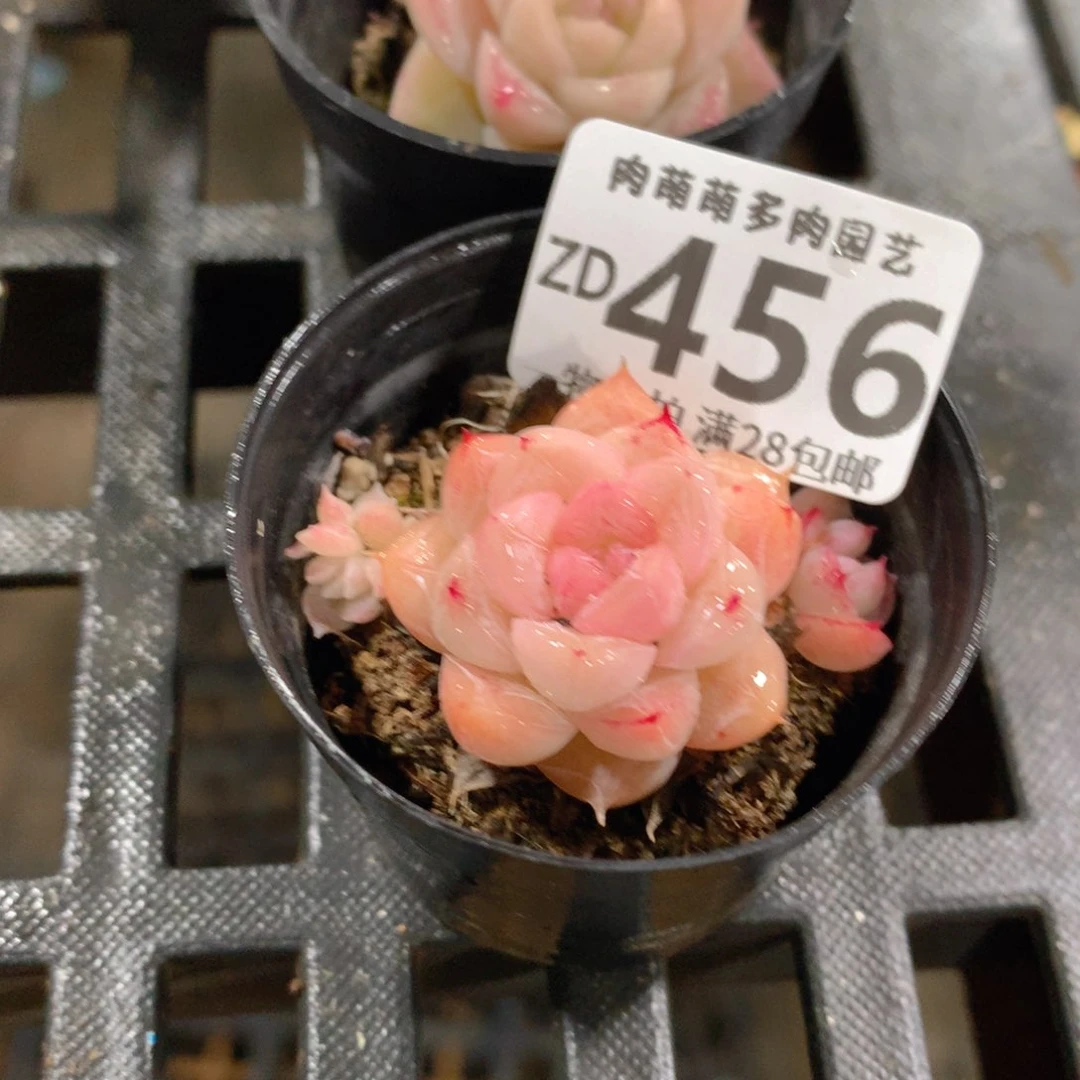 肉萌萌拇指盆精控多肉ZD456