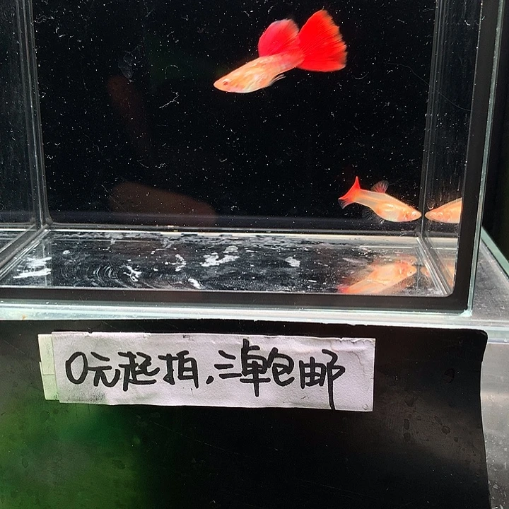 孔雀鱼蛇纹红尾一对
