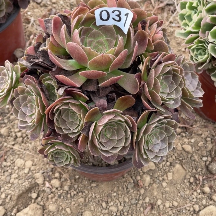 无花朵031多肉植物赤焰莲