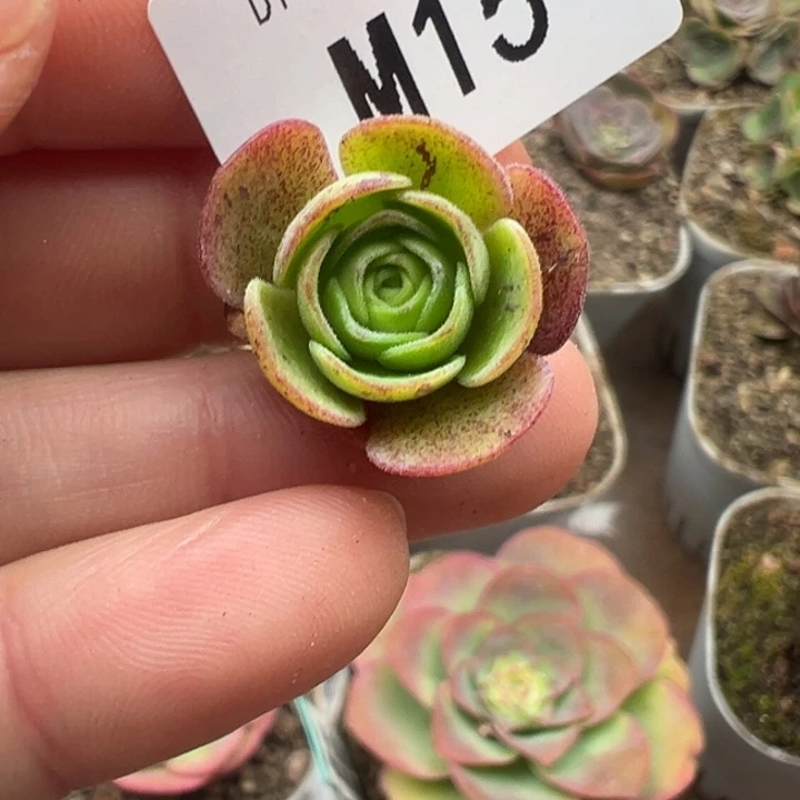 苗苗山地玫瑰侧芽一个15
