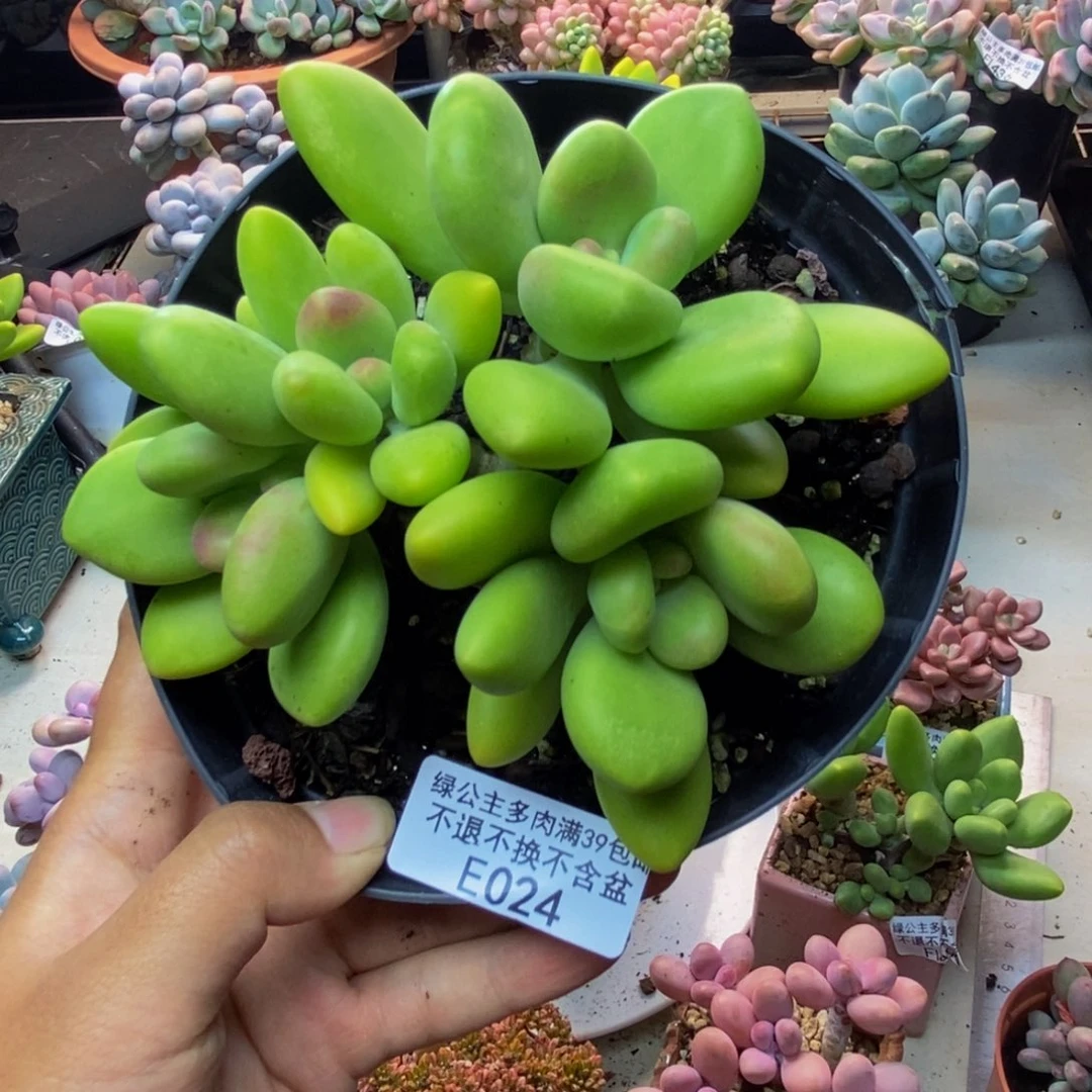 草***?024金蝉芒果奶多肉9c m