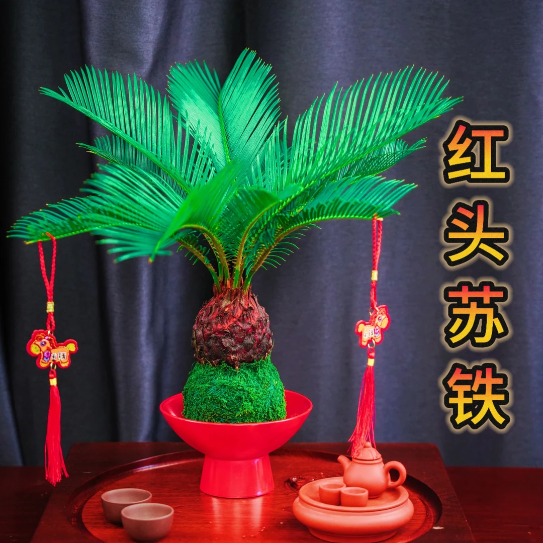苔藓球红头铁树水培植物室内桌面创意盆栽四季常青茶桌新宠年宵花