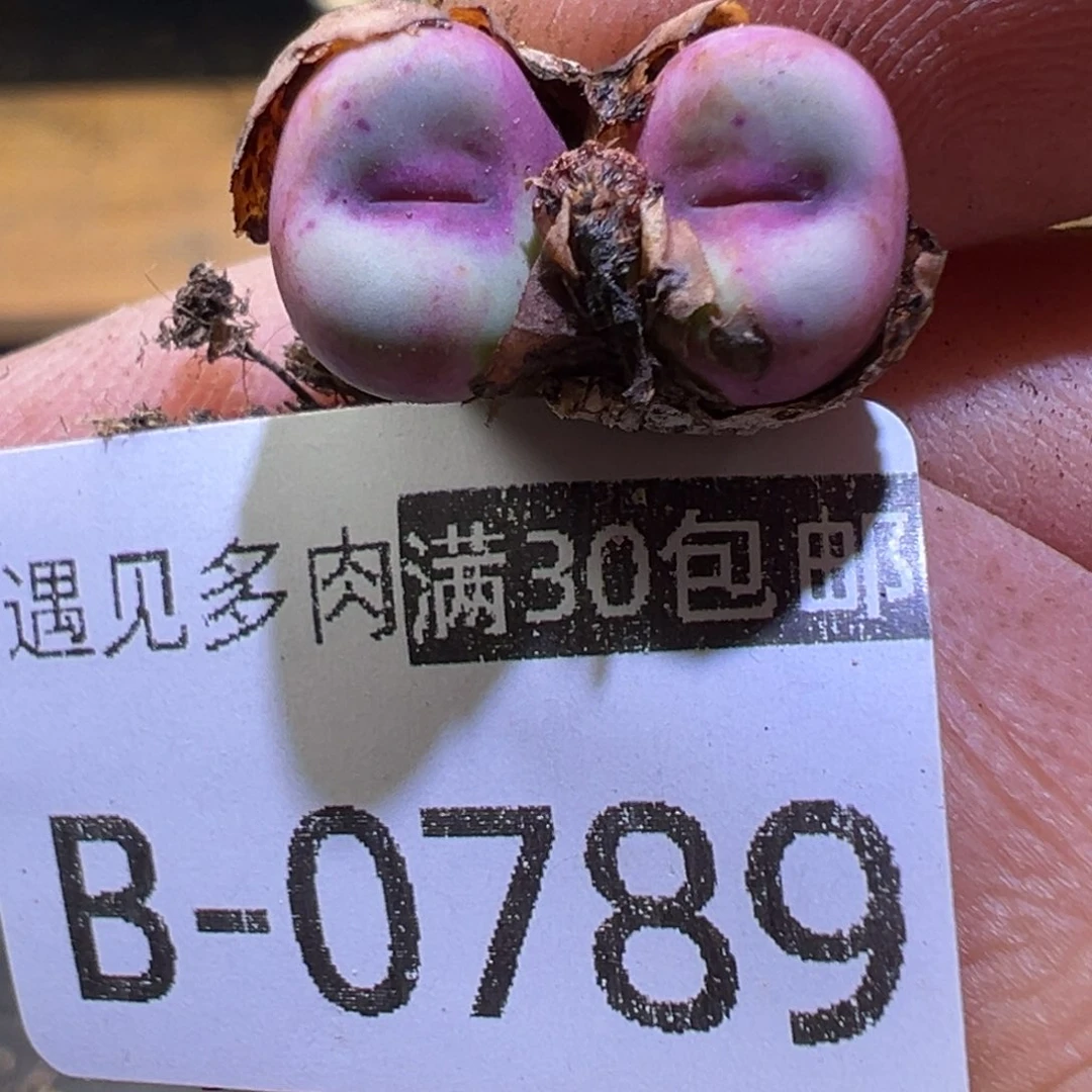 c 多肉植物111111111111