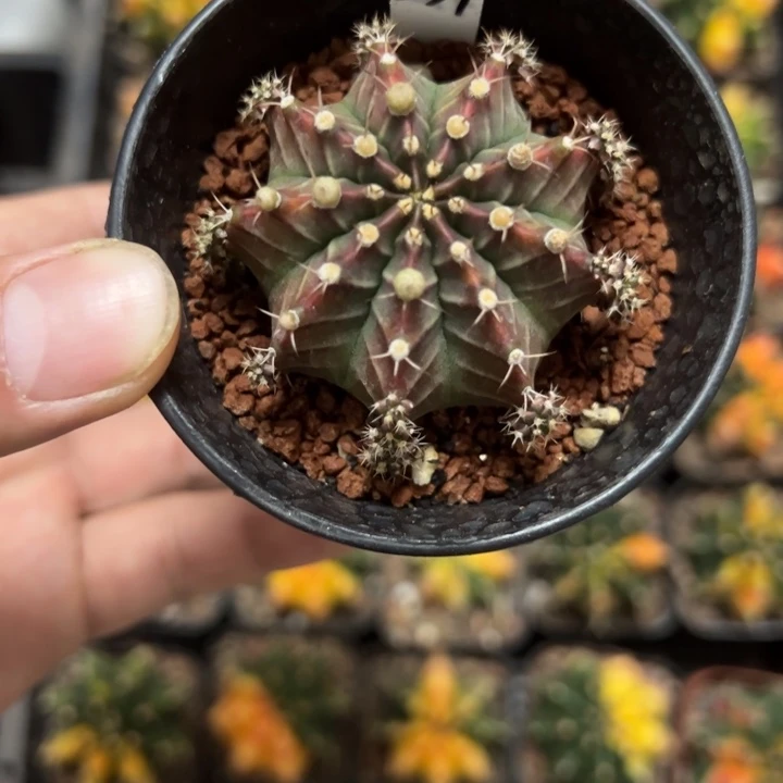 萨拉曼尼侧芽自根带盆土发货