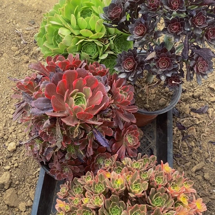 25127号4颗法师组合