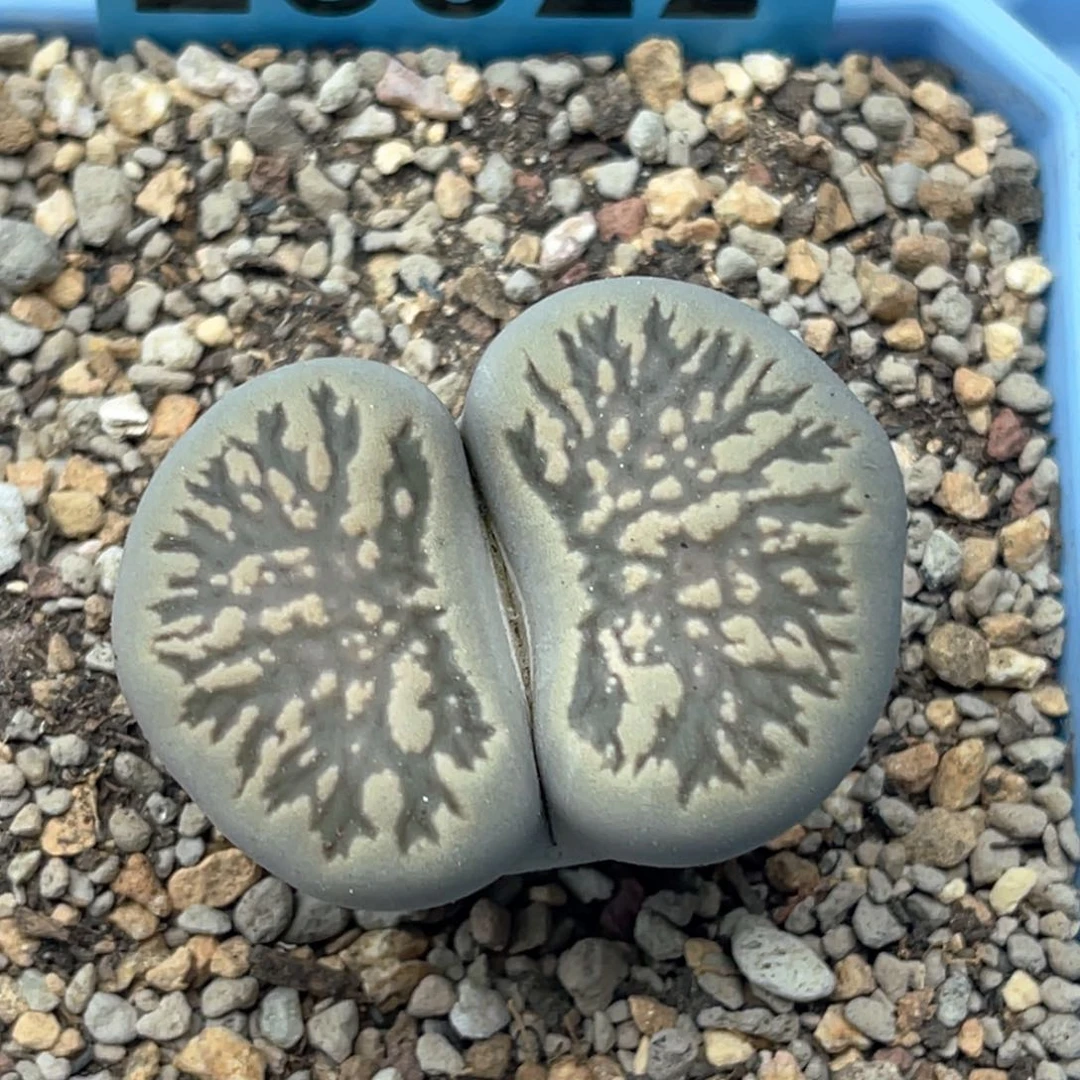 5822柠檬菊一颗尺寸3.7