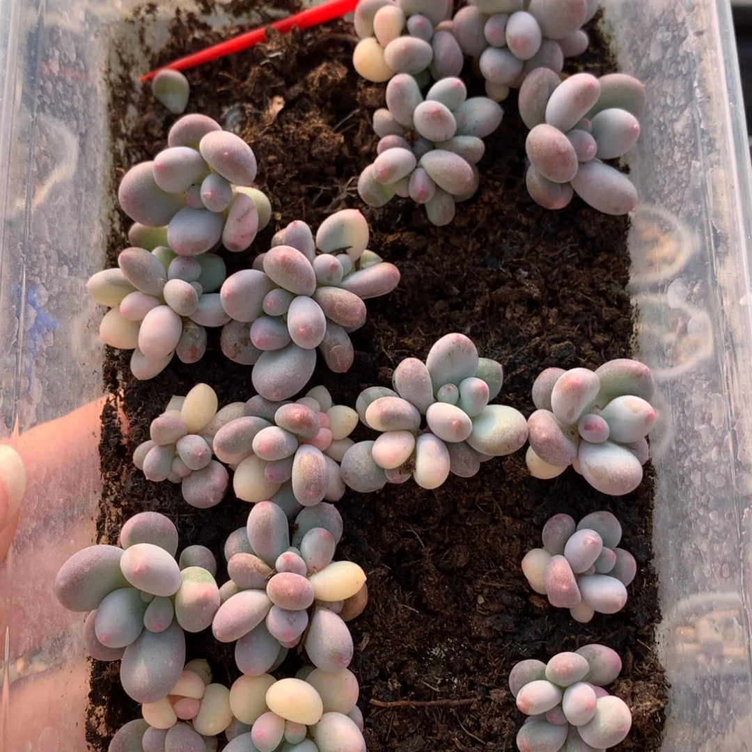 紫皮奶锦找主播选