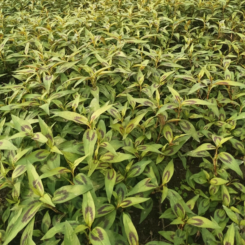 广西大叶大香菜新鲜假芫茜元西芫西刺芫荽鱼生菜香柳紫苏