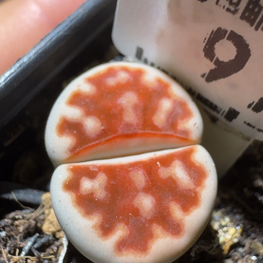 高品质生石花清清970