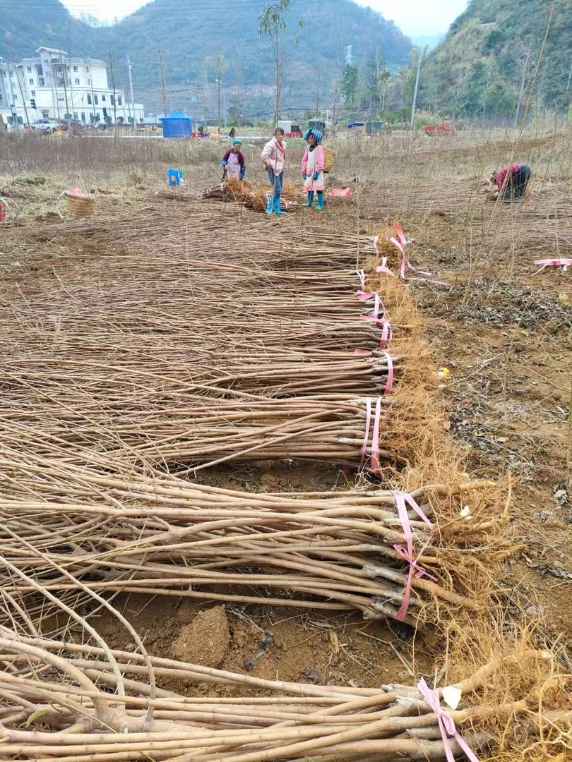 贵州六马镇正宗蜂糖李子树苗嫁接苗
