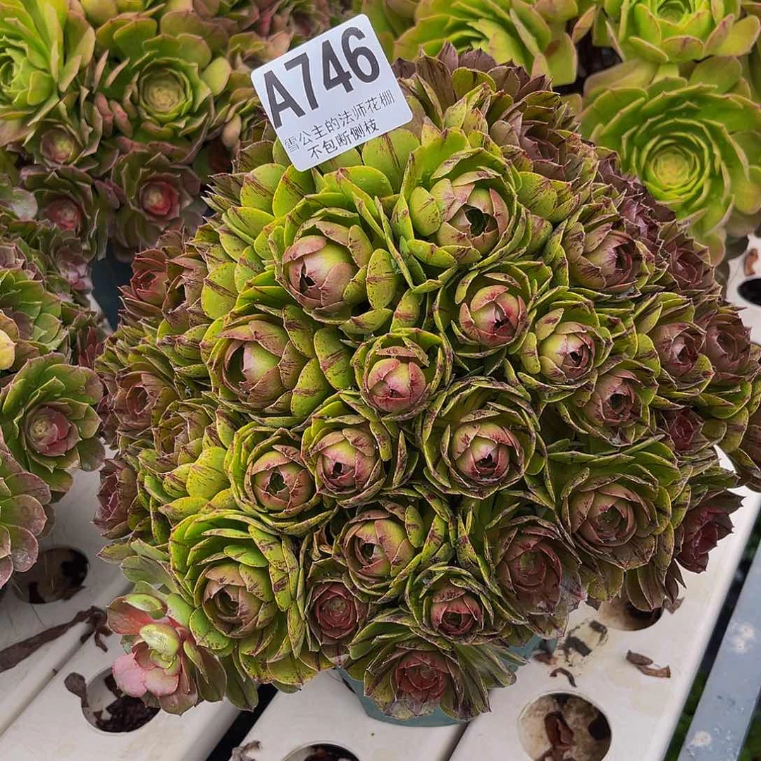 法师法师3/-28包邮法师