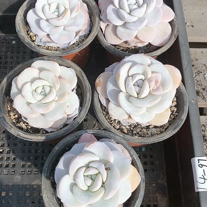 ?**?14-97号一物一拍雪