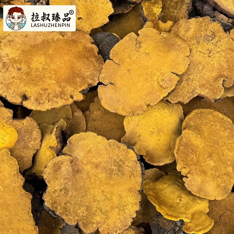 【顺德拉叔臻品】精选西藏桑黄 250g  （百干）