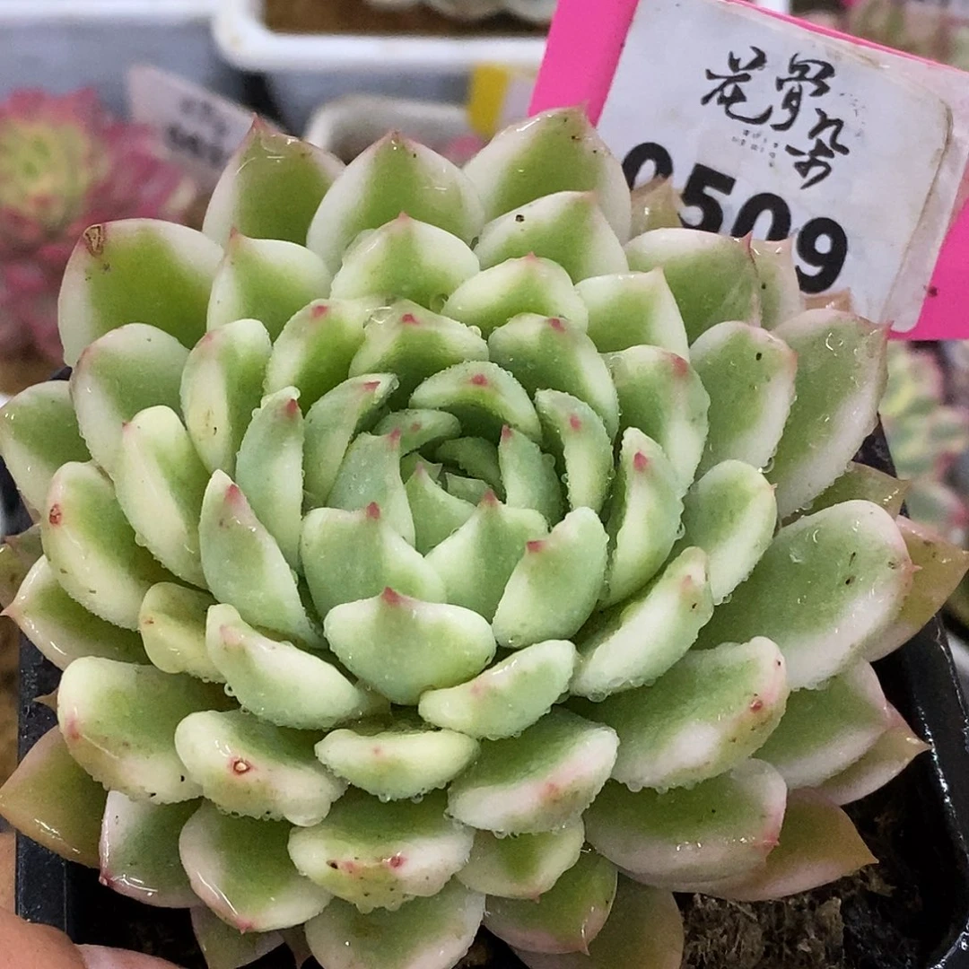 509长岛哈哈哈哈哈哈