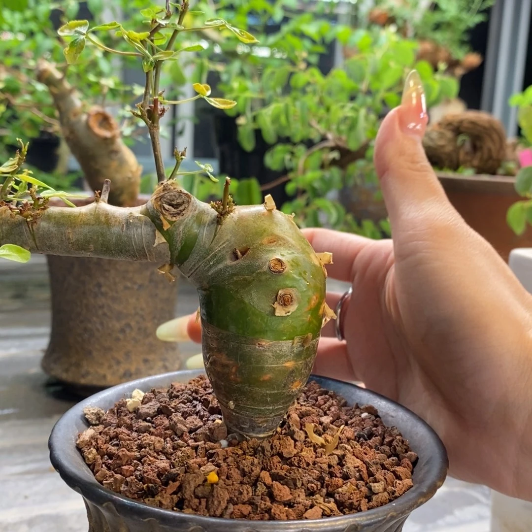 松***仔安哥拉绿皮没药产地熟桩
