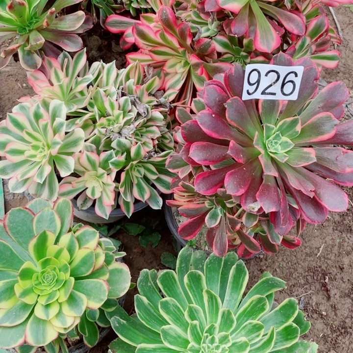 c****e多肉植物组合926