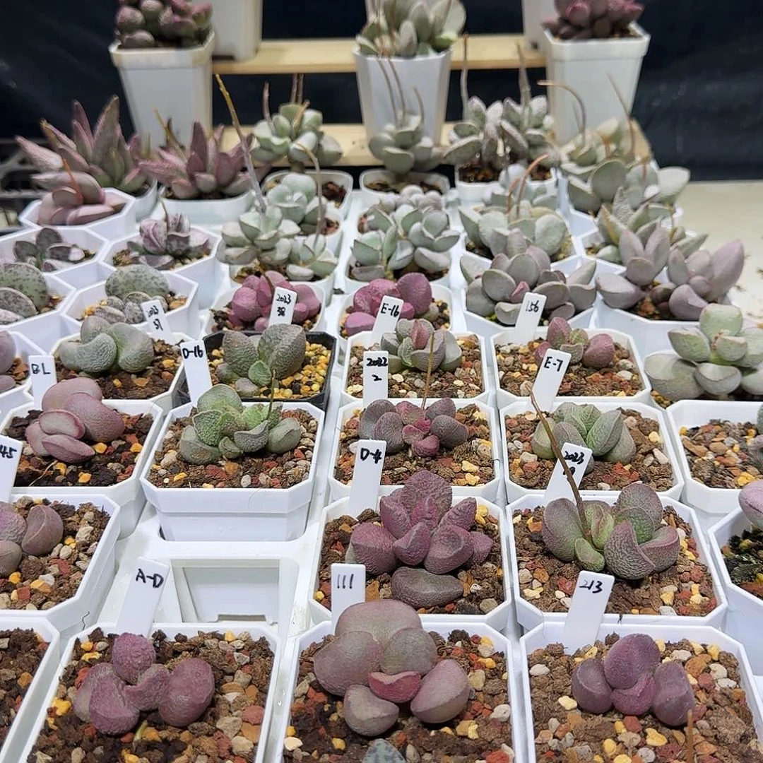 咔*水泡多肉植物