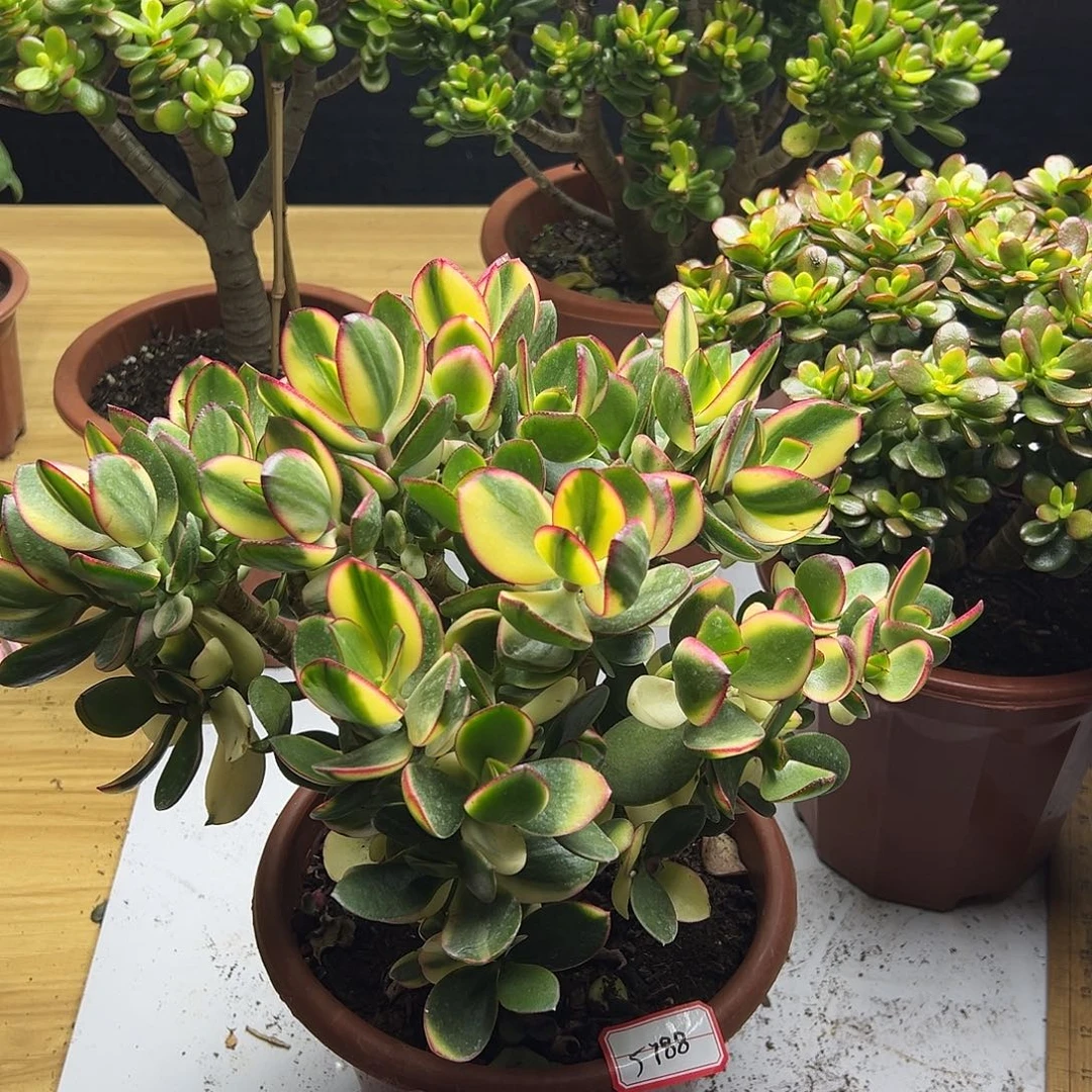 余***好稀有新花锦带土球发货5788