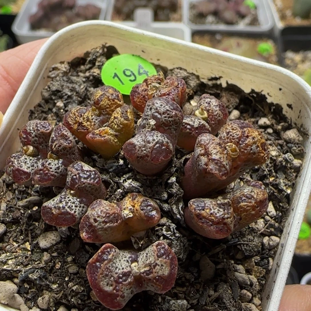 勋章群多肉植物194