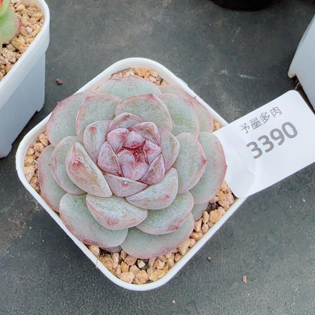 紫心孤品，3390多肉植物