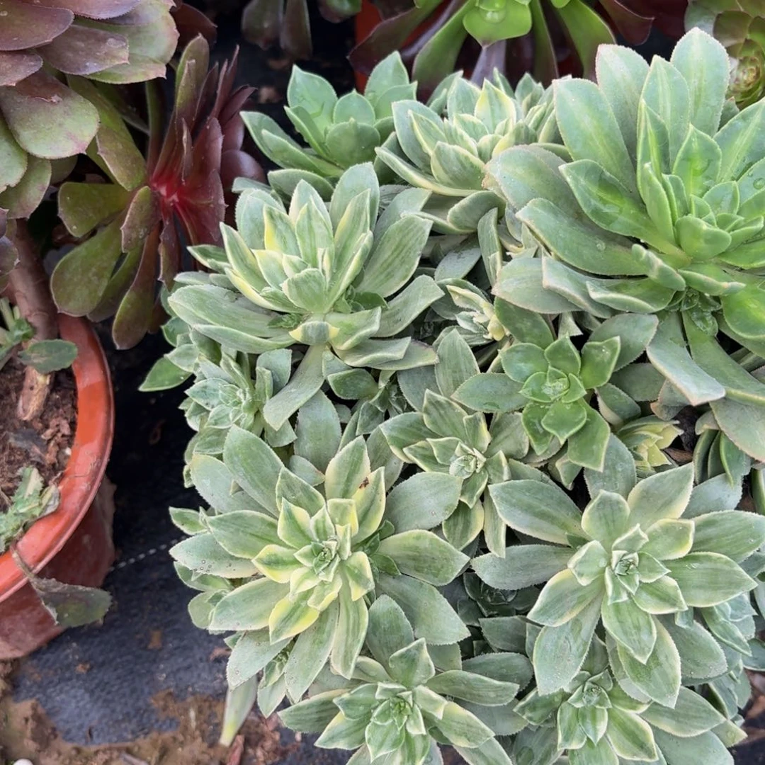 369多肉植物捧花的时候