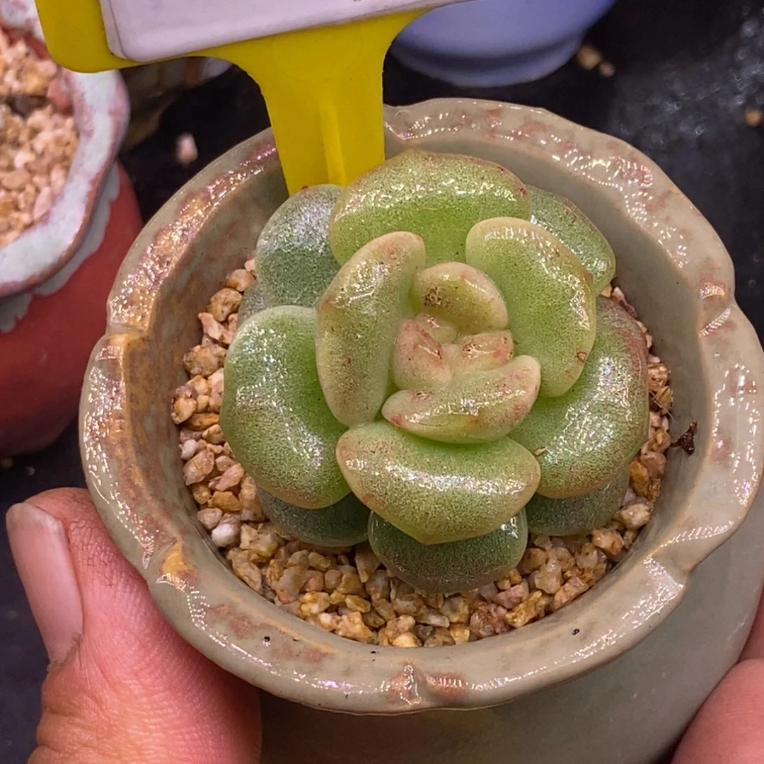 4178特，冰玉石化多肉……