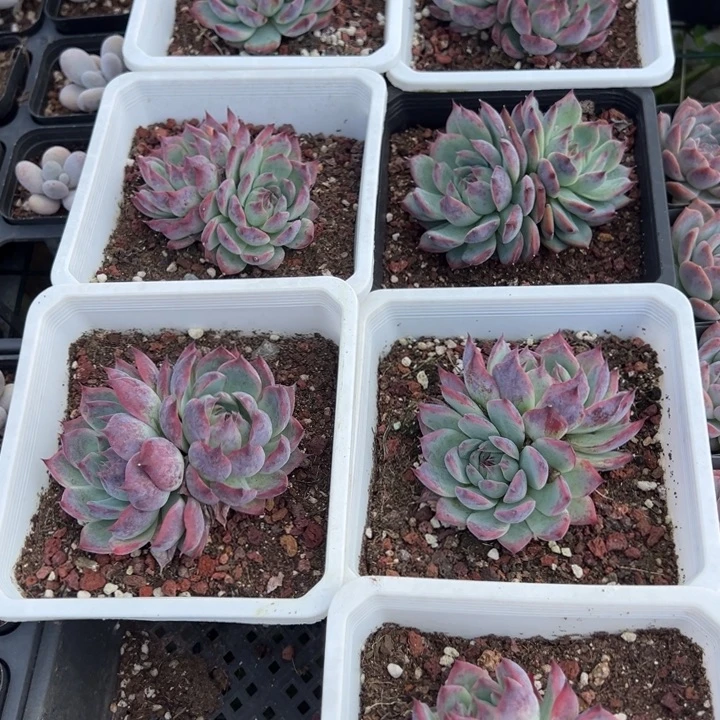 惊鸿返祖双头一颗量拍多肉满20元包邮满26送一颗