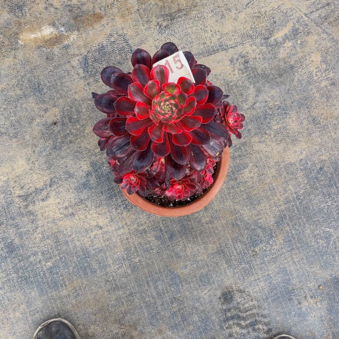 无花朵多肉香奈儿法师福利1159