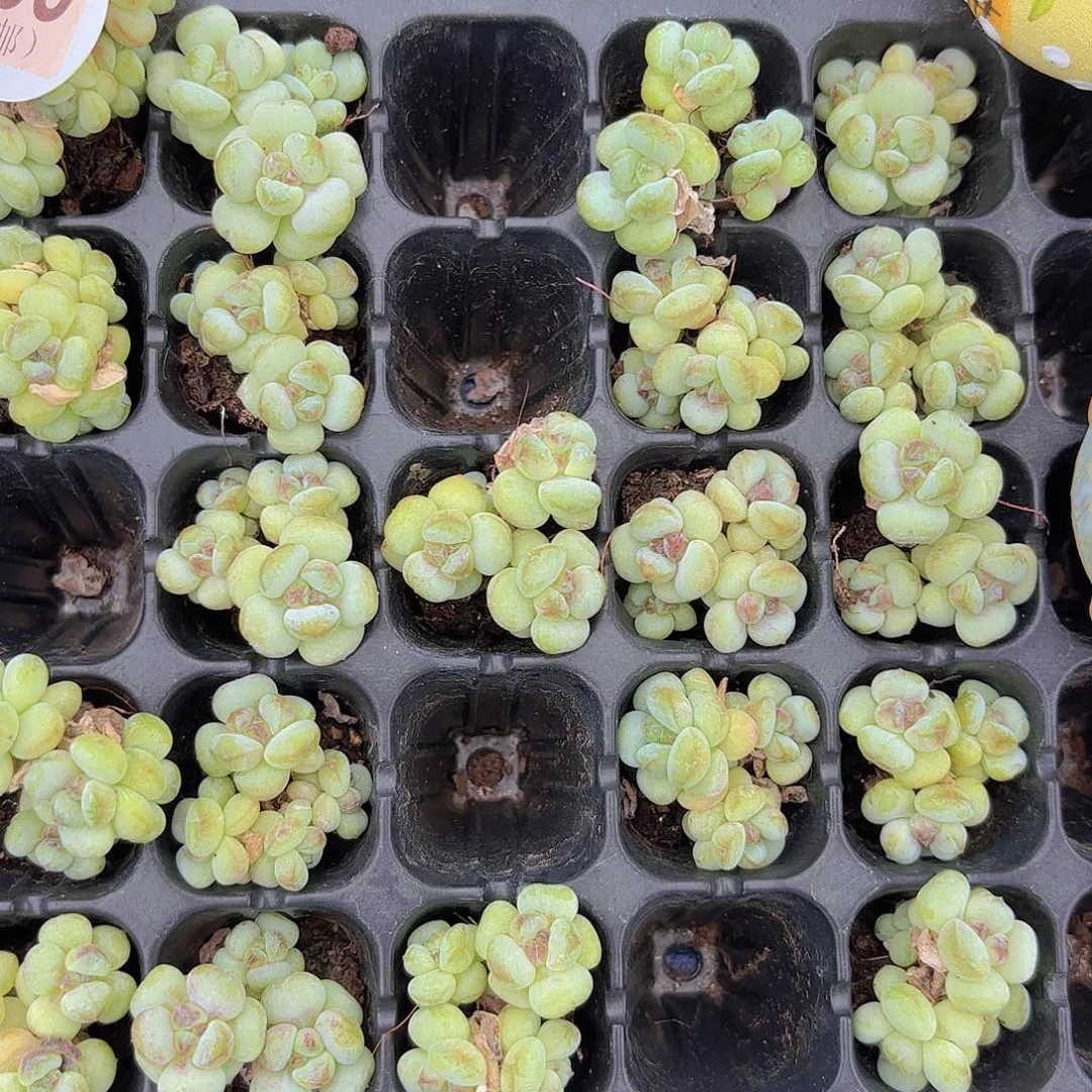 阳光玫瑰一颗量拍