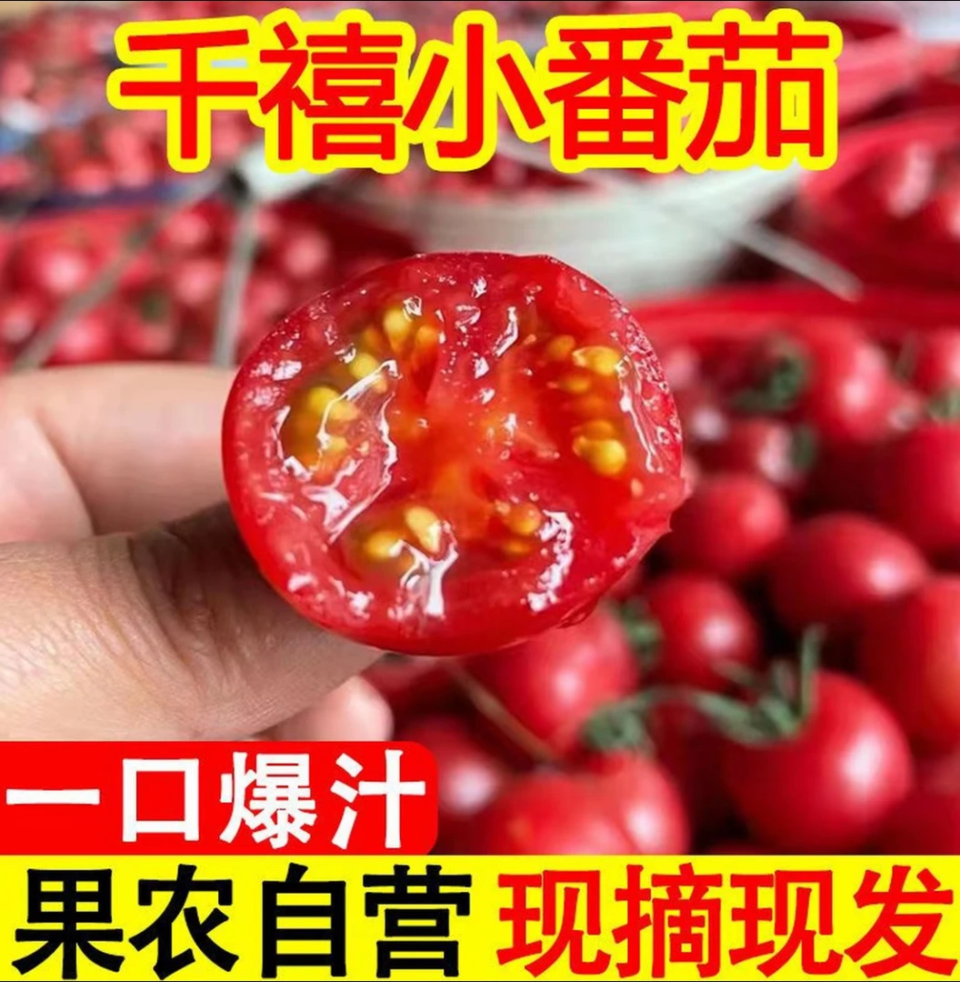 四川攀枝花千禧小番茄樱桃小番茄圣女果新鲜采摘西红柿番茄