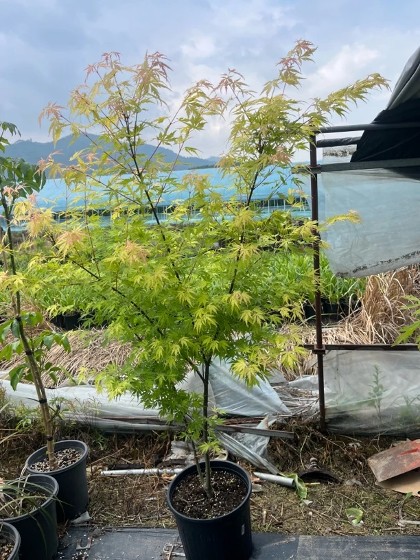 橙之梦的的后代橙色系枫树“橙色蕾丝”