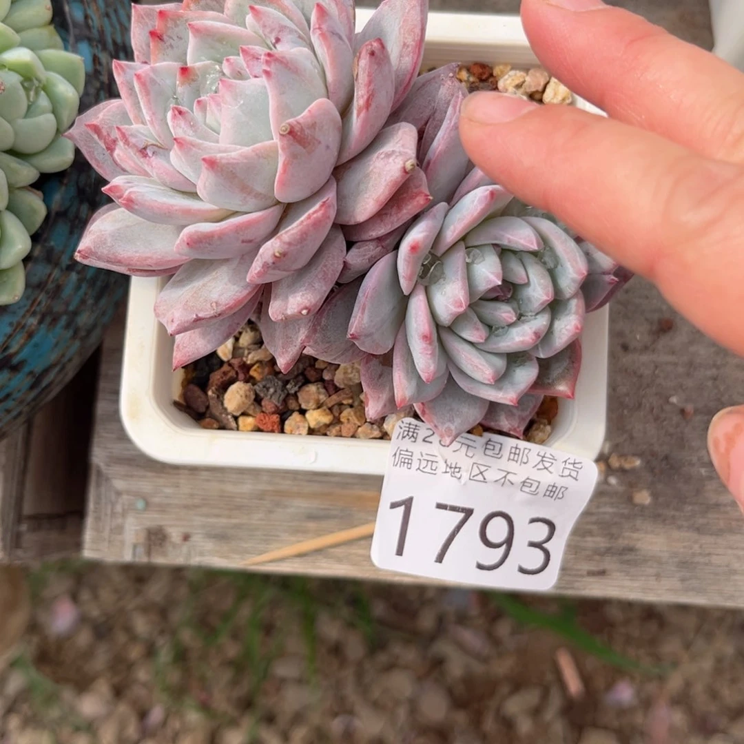 大1793（d g f g h g g v b b