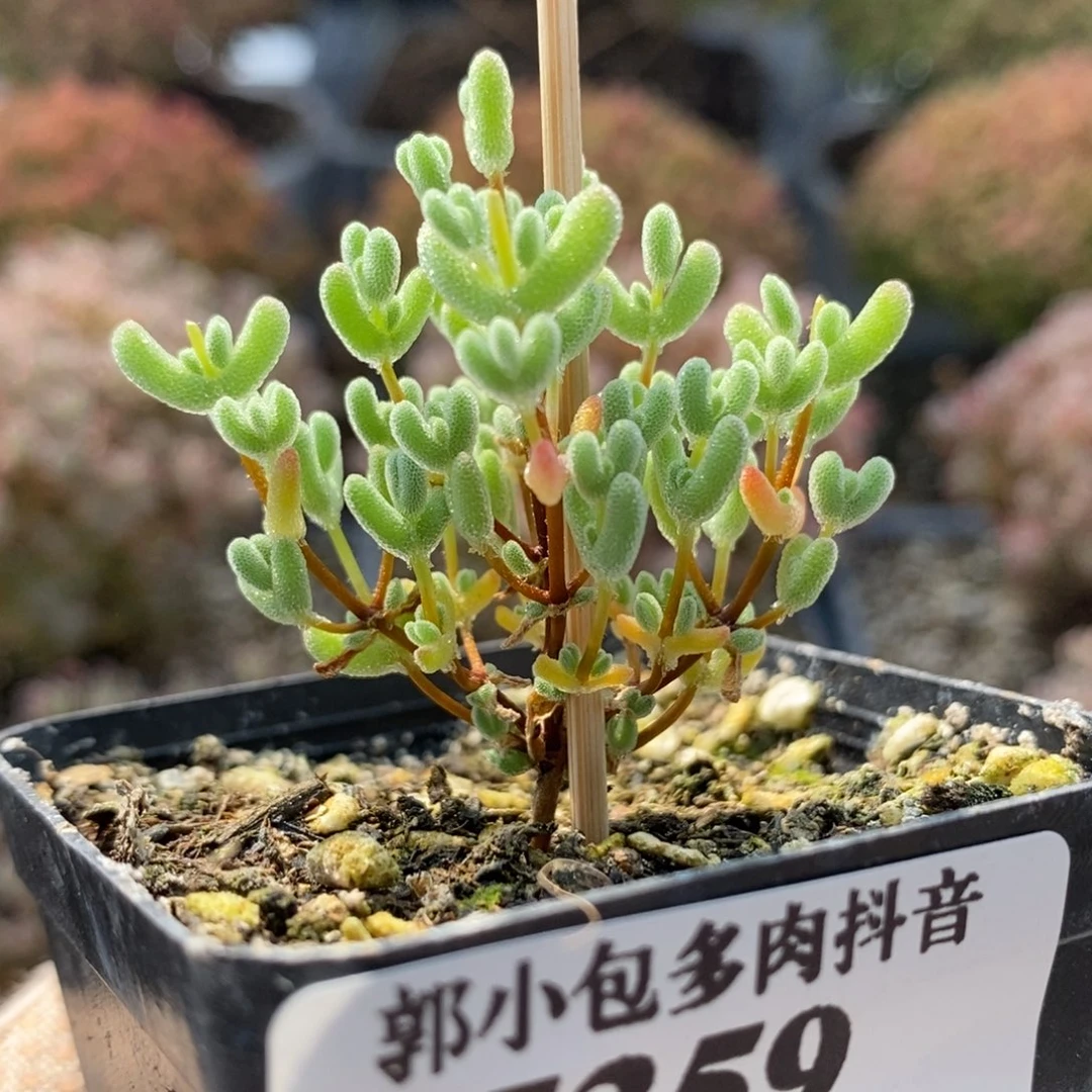 实生莱斯5359枝干番杏