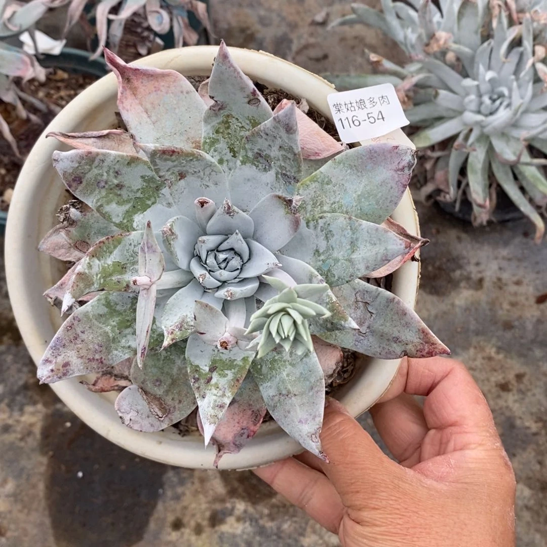 54号牡丹叶小可爱