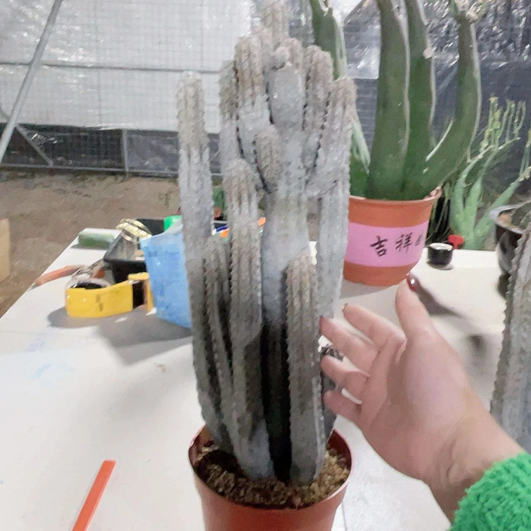 S****买雅迪麒麟水泥柱仙人球